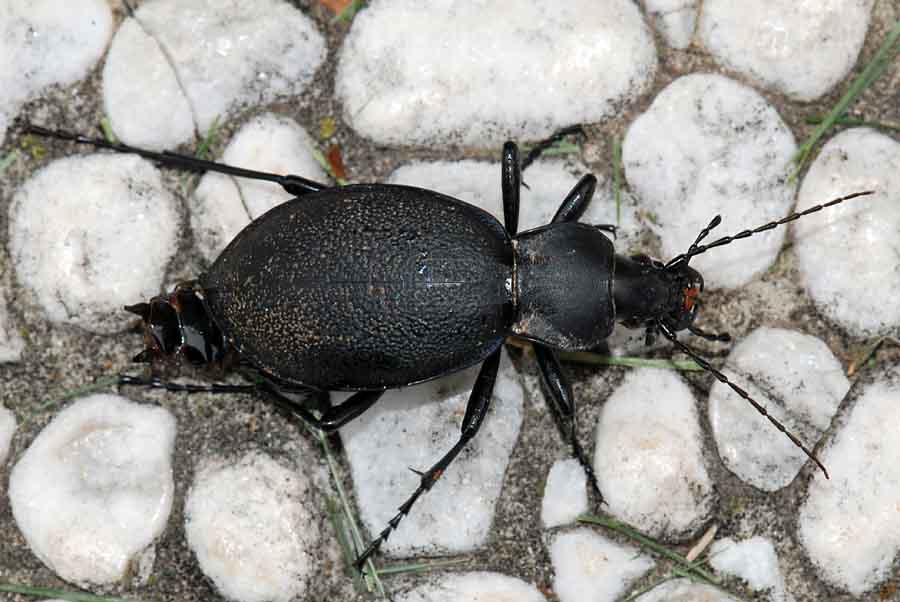 Carabidae di 4,3 cm.: Carabus coriaceus schiacciato